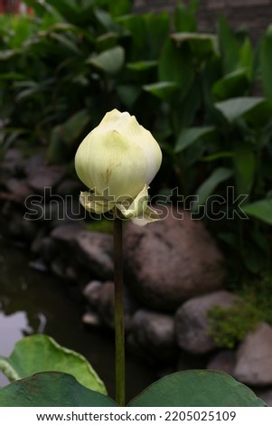 Blooming white lotus flower with pool and plants background, image for mobile phone screen, display, wallpaper, screensaver, lock screen and home screen or background 