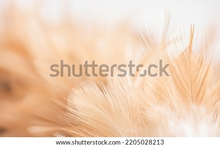 Beautiful fluffy white feather, abstract feather on white background. High resolution. Copy space for design and text. Pastel beige and white colors. High resolution. Royalty-Free Stock Photo #2205028213