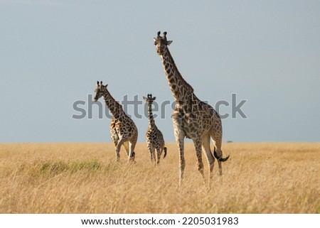 Masai Giraffe in Masai Mara Kenya 2022 Royalty-Free Stock Photo #2205031983