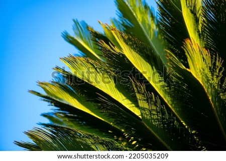 Sago palm (Cycas revoluta), sago cycad or Japanese sago palm, is a species of gymnosperm in the family Cycadaceae. Bright green leaflets growing in feather-like rosette with blue sky on a sunny day. Royalty-Free Stock Photo #2205035209