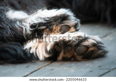 Goldendoodle lying on a wooden deck. the brown black paws of a hybrid dog . Animal photo of a dog