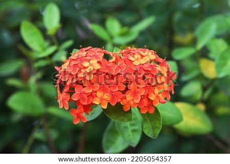 Blooming orange color ashoka flowers with green leaves background