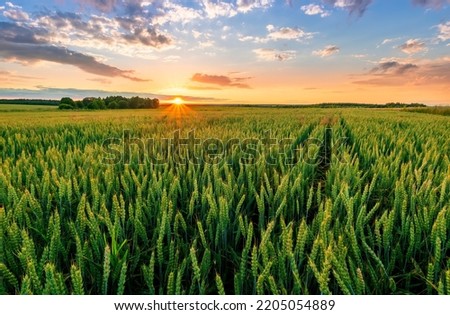 Scenic view at beautiful summer sunset in a wheaten shiny field with golden wheat and sun rays, deep blue cloudy sky and road, rows leading far away, valley landscape Royalty-Free Stock Photo #2205054889