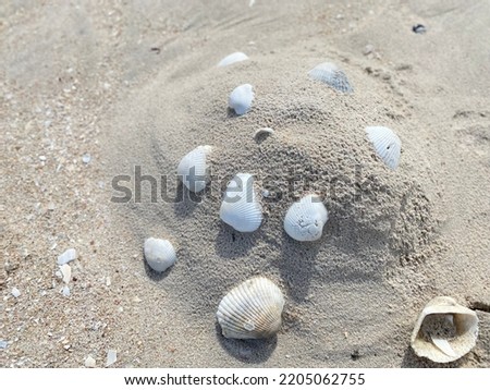 Beautiful sandy beaches and shells