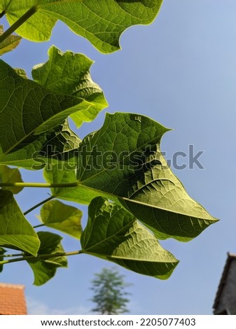 Green jatropha leaf texture with blue clouds 