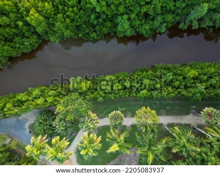 Downward aerial shot of palm trees along a riveres edge in Cairns