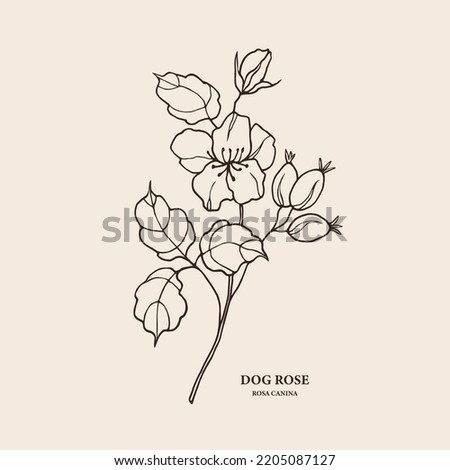 Hand drawn dog rose or rosehip branch illustration Royalty-Free Stock Photo #2205087127