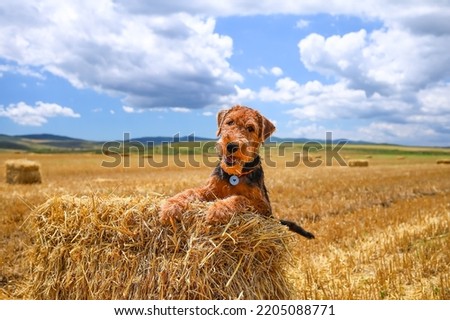 An Airedale terrier puppy stands in a field with its paws on a haystack. Royalty-Free Stock Photo #2205088771
