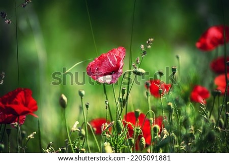 Red poppy flowers blooming in the green grass field, floral natural spring seasonal background, can be used as image for remembrance and reconciliation day