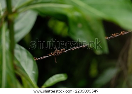fire ants or solenopsis invicta perched on iron wire 
