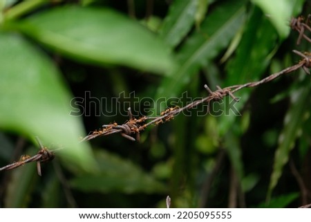 fire ants or solenopsis invicta perched on iron wire 