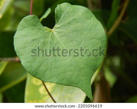 The leaves of the plant Ipomea Obscura, a species of flowering plant of the genus Ipomea, in Indonesia is a foreign plant originating from America