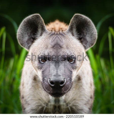 Hyena face close up