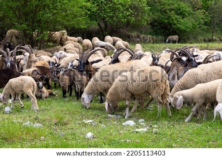 Herd of sheep, goats and donkeys in the meadows in Tuscany. Italy