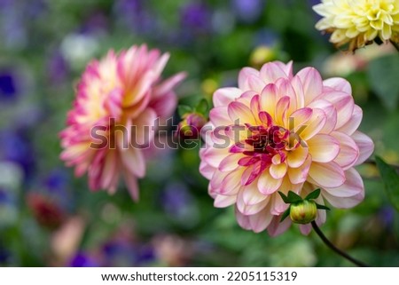 Delicate pink dahlia on a background of summer greenery. Perennial plants, gardening.