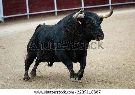 Spanish fighting bull fighter running fast Royalty-Free Stock Photo #2205118887