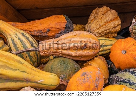 pumpkins for the halloween season