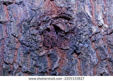 close up photo of bark surface, suitable for background and wallpaper