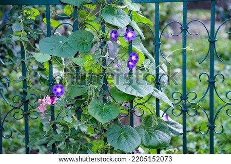 Hanging purple "good morning" flowers with green leaves hanging on the fence