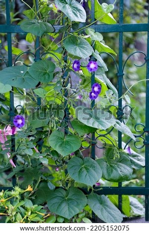 Hanging purple "good morning" flowers with green leaves hanging on the fence