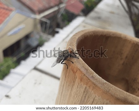 Insect Flies, perched on the edge of a bamboo glass. Blur background of the terrace.