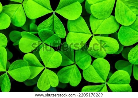 Background with green clover leaves for Saint Patrick's day. Abstract backdrop for design with a shamrock.