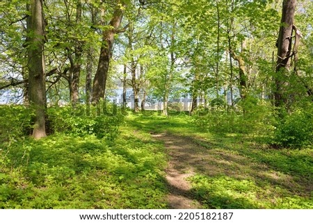 Pathway (alley) through the green forest park on a clear day. Soft sunlight, sunbeams, shadows. Spring, summer beginning in Europe. Nature, environment, ecology, ecotourism, hiking, walking, exploring Royalty-Free Stock Photo #2205182187