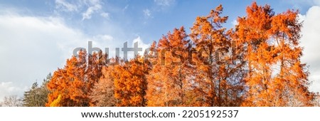 Bald cypress in Autumn with a blue sky on a sunny day of november