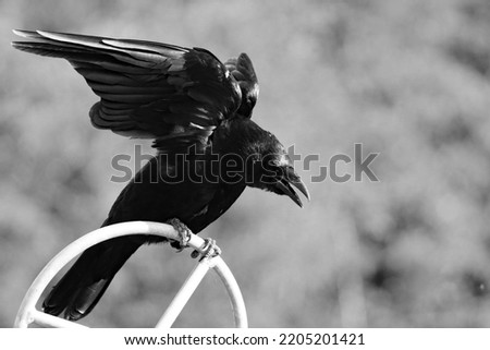 A Raven about to take flight after sitting on a fence at a Nature Reserve.