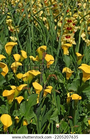 Yellow Calla and Gladioleus in yellow border.