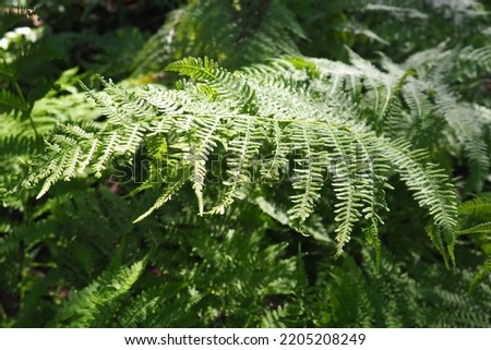 Fern plant in the forest. Beautiful graceful green leaves. Polypodiphyta, vascular plants, modern ferns and ancient higher plants. Fern Polypodiophyta appeared millions years ago in the Paleozoic era. Royalty-Free Stock Photo #2205208249