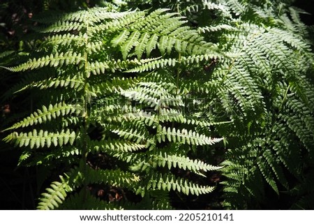 Fern plant in the forest. Beautiful graceful green leaves. Polypodiphyta, vascular plants, modern ferns and ancient higher plants. Fern Polypodiophyta appeared millions years ago in the Paleozoic era. Royalty-Free Stock Photo #2205210141