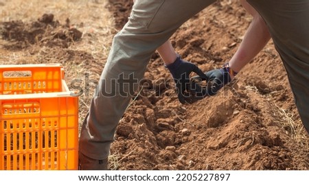 Close-up of a day laborer's hands working in the field