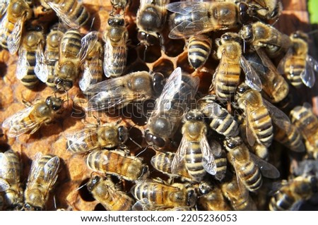 Drones and worker bees on part of the comb