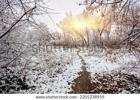 Snowy winter forest with tall pines and beautiful snowy coniferous trees. White snowy path and a lot of thin twigs covered with snow