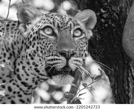 B and w monochrome; black and white photograph of a leopard resting on a tree leopard looking at prey in an open savannah habitat; African leopard Murchison  National Park, Uganda