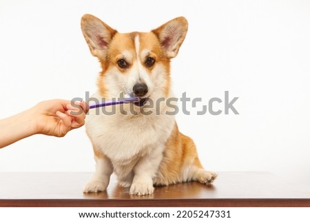 The owner brushes the teeth of a cute corgi dog on a white background. Healthy pet teeth, dental care.