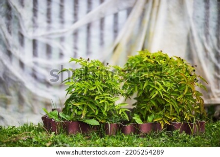 Garden fruit bush. Beautiful natural countryside landscape with strong blurry background.