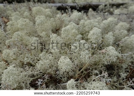 Thin reindeer moss branches divide many times and form a picture of the jungle in the microcosm