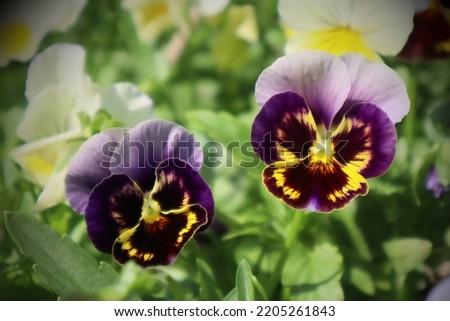Purple violet flowers in the garden
