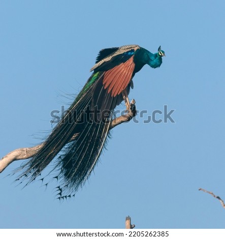 A beautiful glowing Peacock with shinning feathers and train spread out clearly; shinning blue peacock; from Sri Lanka; a big bird perched on a tree; large peafowl from Sri Lanka