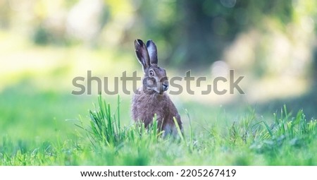 The hare sits in the grass and observes the surroundings, the best photo.