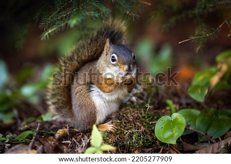 Cute fluffy looking close up squirrel portrait in the forest