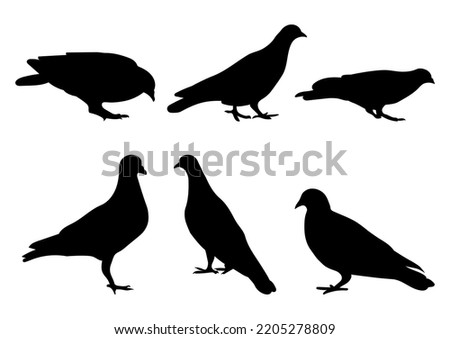 Doves pigeons standing, different pack of bird silhouettes, isolated vector