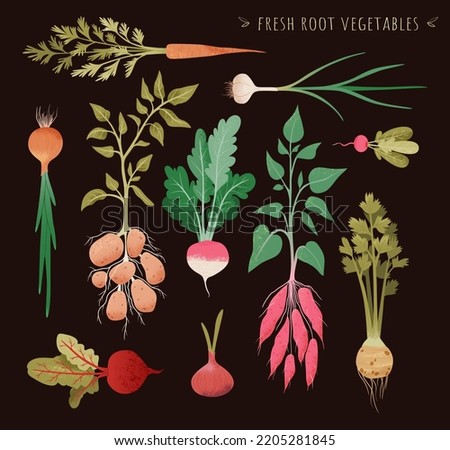 Illustration of fresh root vegetable. Root plants set. Garden vegetable vector drawing collection. Onion, radish, turnips, carrots, potatoes,  celery, sweet potatoes. For menu, recipe, package. Royalty-Free Stock Photo #2205281845