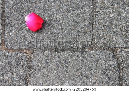 On a gray pavement lies a red rose petal