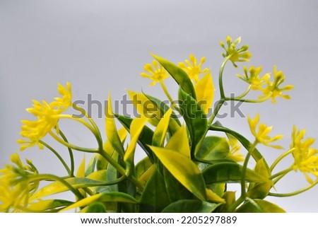 Close up, plastic yellow flowers in pots home decoration isolated on white background
