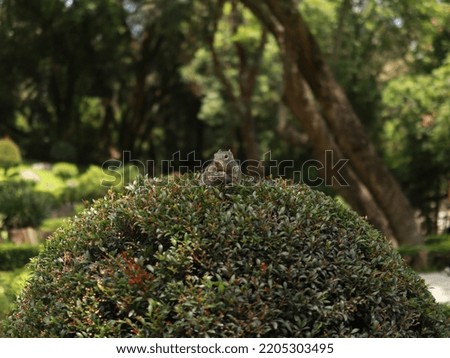 Squirrel eating over some bushes