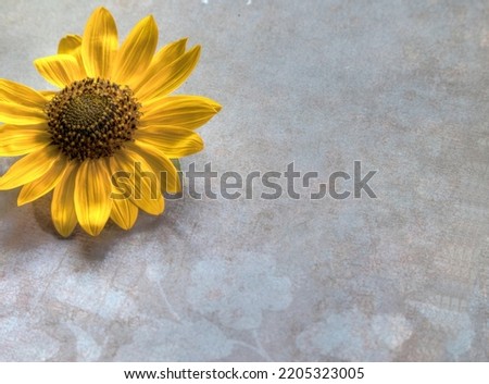 Top view of Sunflower on lay flat multi-colored background