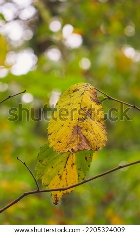 Portrait style photo of yellow leaves
